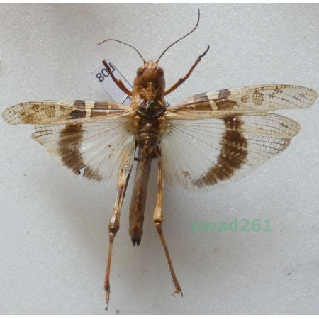 Orthoptera2 sp. Albania80d